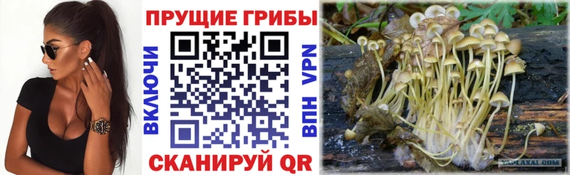 купить  цена  Межгорье  Псилоцибиновые грибы MAGIC MUSHROOMS 
